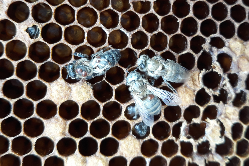 Bienen mit Varroamilben und geschädigten Flügeln