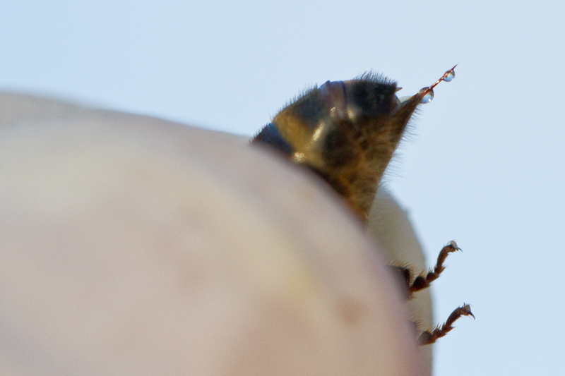 Bienenstachel mit Gift