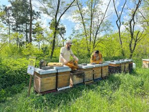 Bienenarbeit Imkermeister und Lehrling