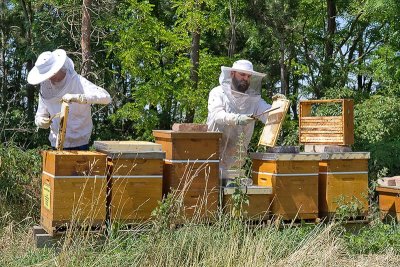 Bienenarbeit