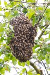 Bienenschwarm