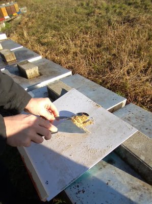 Probennahme bei den Bienen im Winter AFB Proben