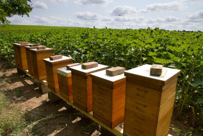 Bienenstand