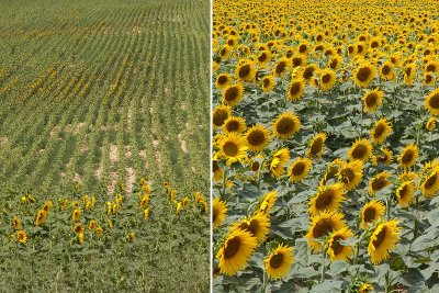 Vergleich Sonnenblumenfelder; Foto © F.Obendorfer; links: durch Trockenheit eingeschränkte Entwicklung, rechts: normal entwickelt trockenheit