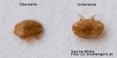 Varroa Milbe