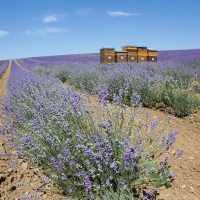 Bienenstand im Lavendelfeld