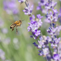 Biene auf Lavendelblüte