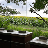 Bienenstand im Sonnenblumenfeld