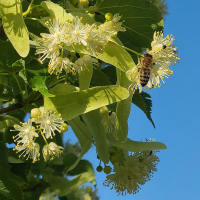Lindenblüte mit Honigbiene
