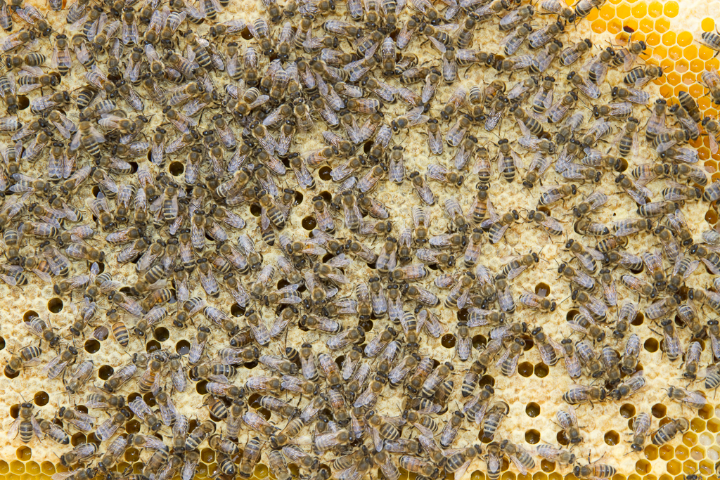 Honigbienen auf Wabe