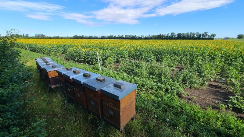 Bienenstöcke beim Sonnenblumenfeld