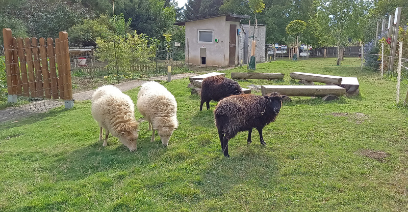 Schafgehege am Bienenhof