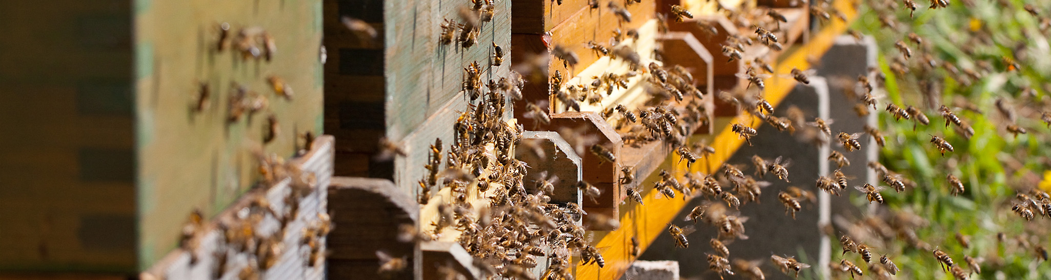 Blick auf Bienenstöcke mit fliegenden Bienen davor