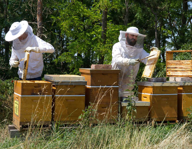 Imker bei der Arbeit