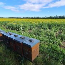 Bestäubungs-Einsatz für Saatgutvermehrung