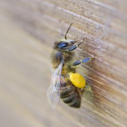 Pollen: Winzig, lebenswichtig und voller Nährstoffe