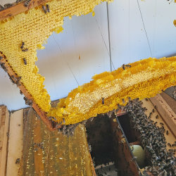 Wenn selbst die Honigwaben reißen: Die Hitze bringt Bienen und Imker ans Limit